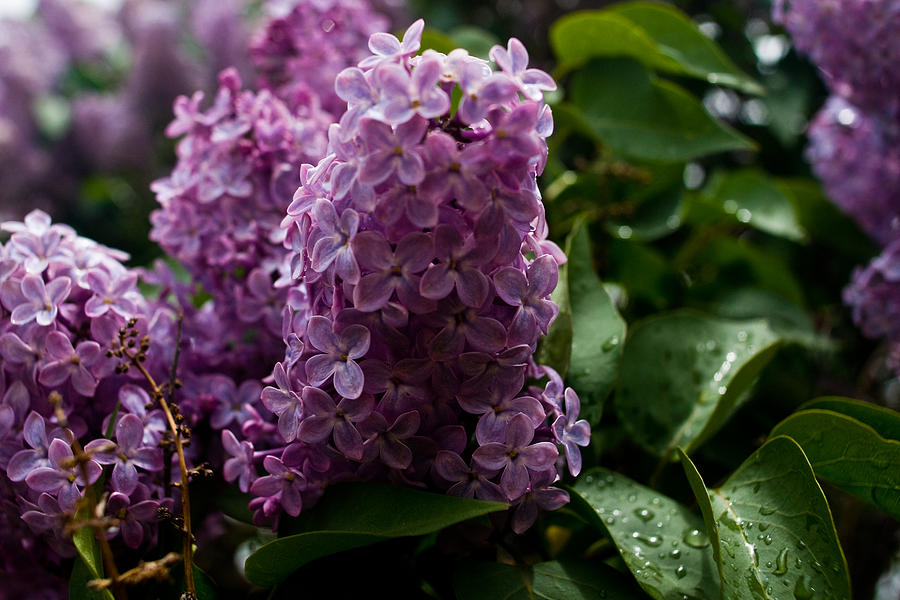Lilac Bush Photograph by James Gay
