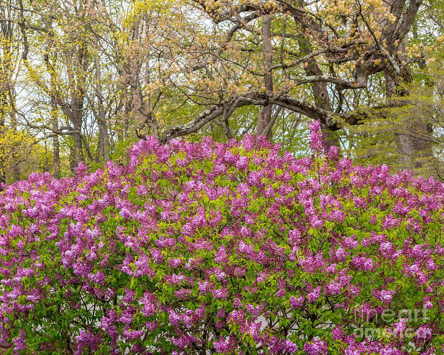 Lilac Bushes in May Photograph by Susan Cole Kelly