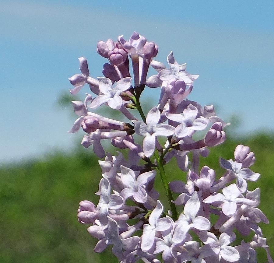 Lilac Photograph by Catherine Arcolio