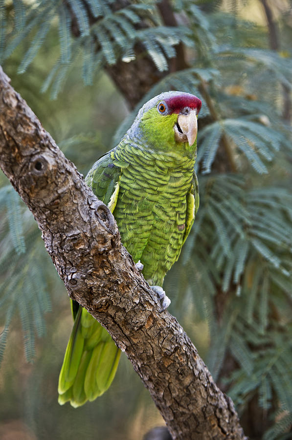 Lilac-crowned Parrot Photograph by Anthony Mercieca