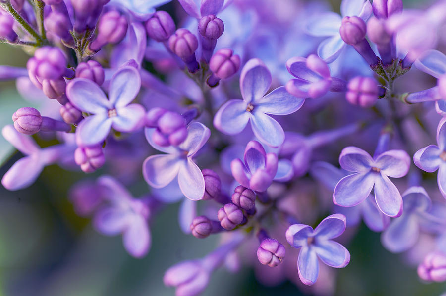 Spring Photograph - Lilac Dream by Jenny Rainbow