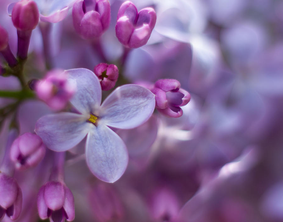 Lilac Dreams Photograph by Penny Meyers