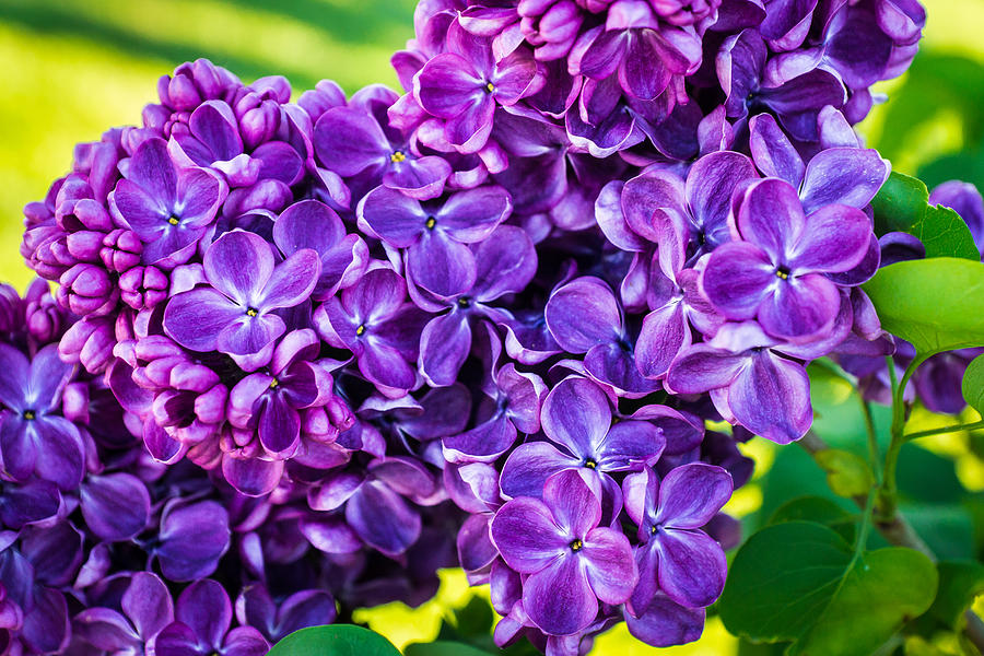 Lilac Euphoria  Photograph by Bill Pevlor