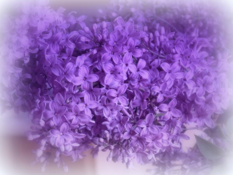 Lilac Fantasy Photograph by Kay Novy