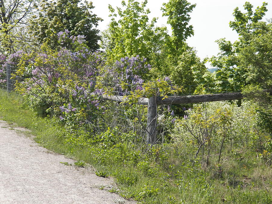 Lilac Fence I Photograph by Corinne Elizabeth Cowherd