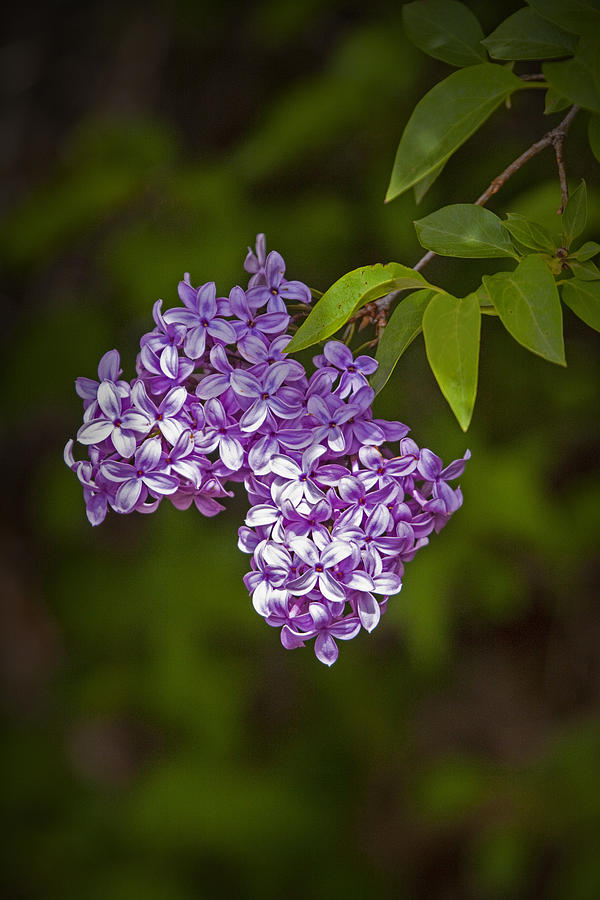 Lilac Flower Blossoms Photograph by Randall Nyhof