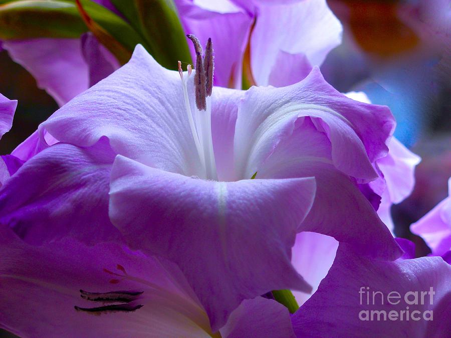 Lilac Flower Photograph