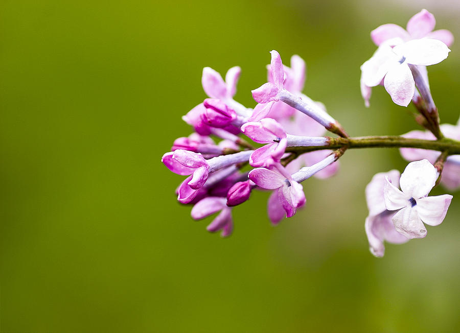 Lilac Flowers - Arboretum - Madison Photograph by Steven Ralser