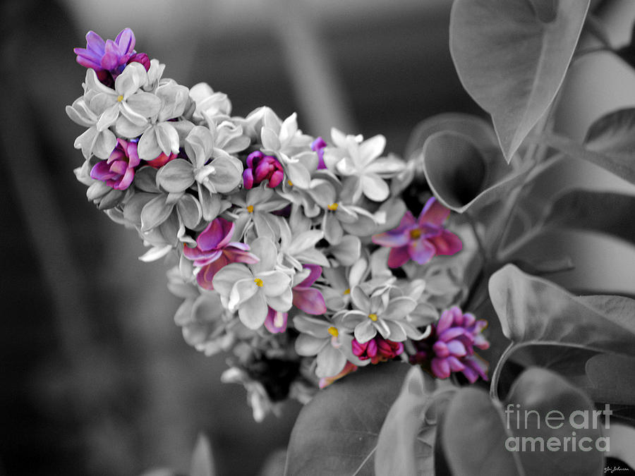 Lilac Flowers Photograph by Jai Johnson