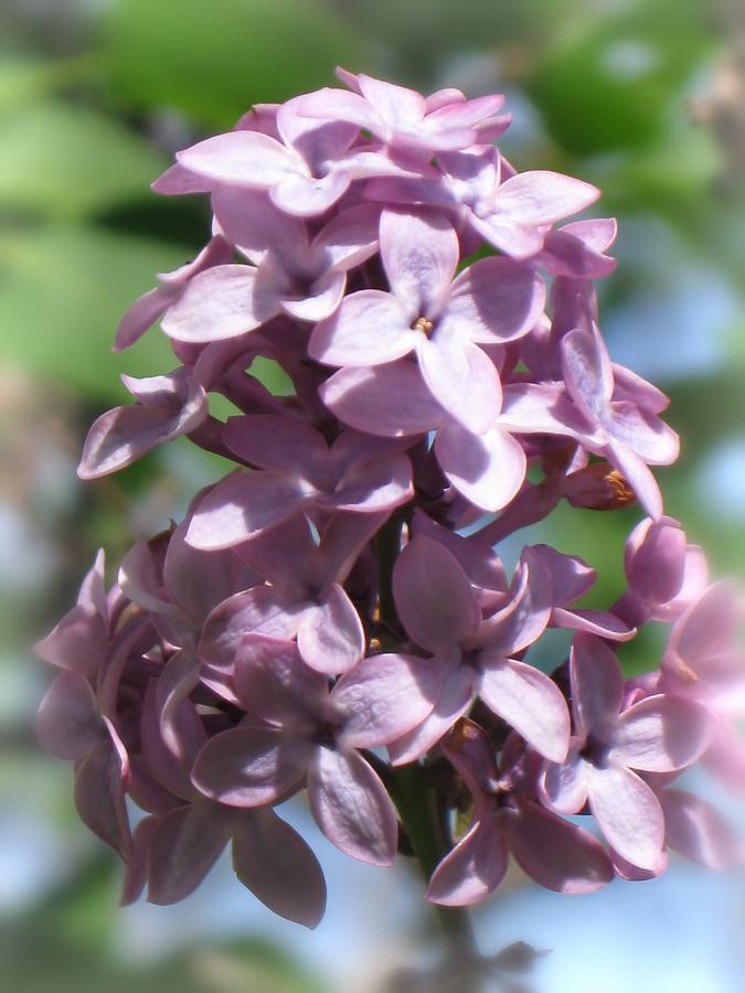 Lilac Flowers Photograph by MTBobbins Photography