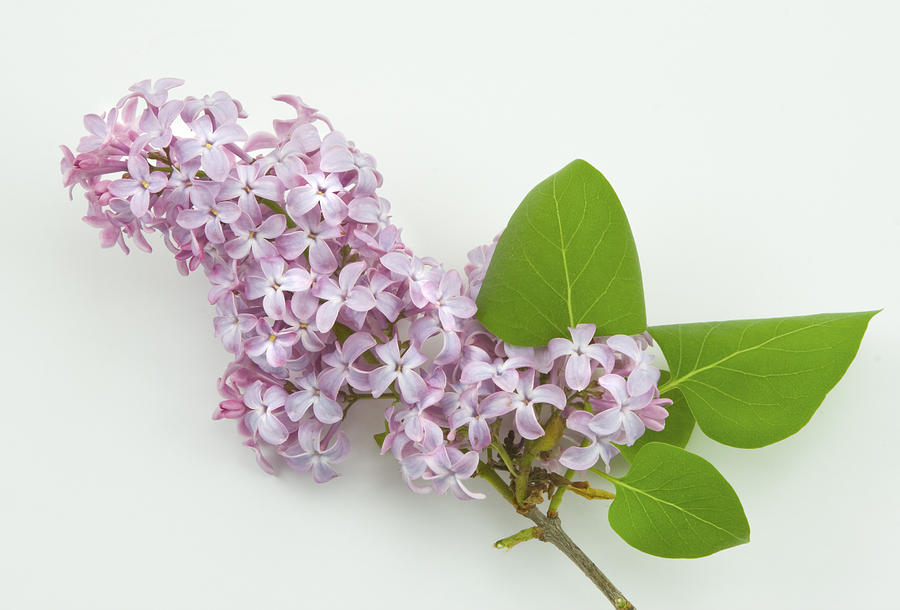 Lilac Flowers - White Background Photograph by Keith Webber Jr