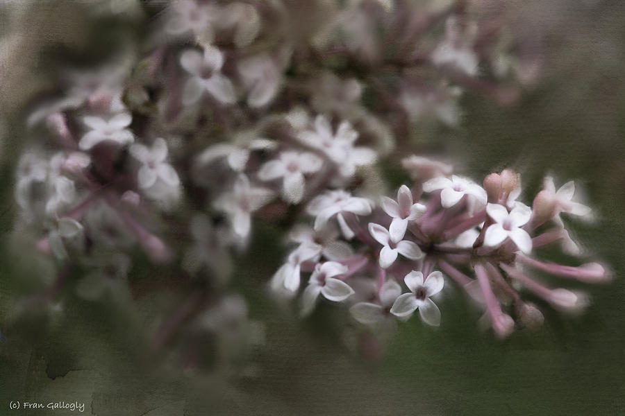 Lilac Photograph by Fran Gallogly