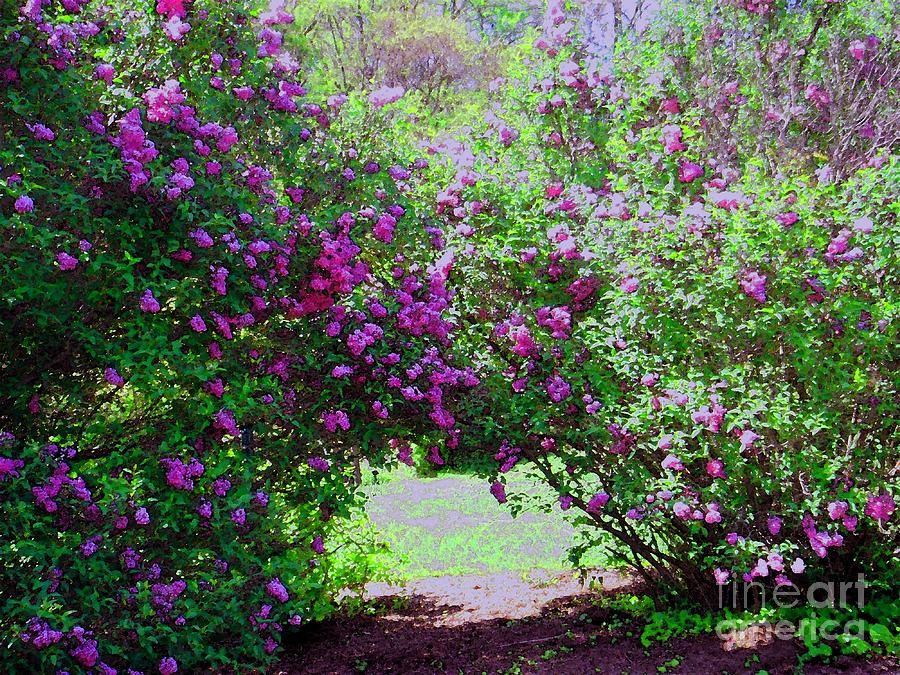 Lilac Garden In Colonial Park Photograph by Susan Carella