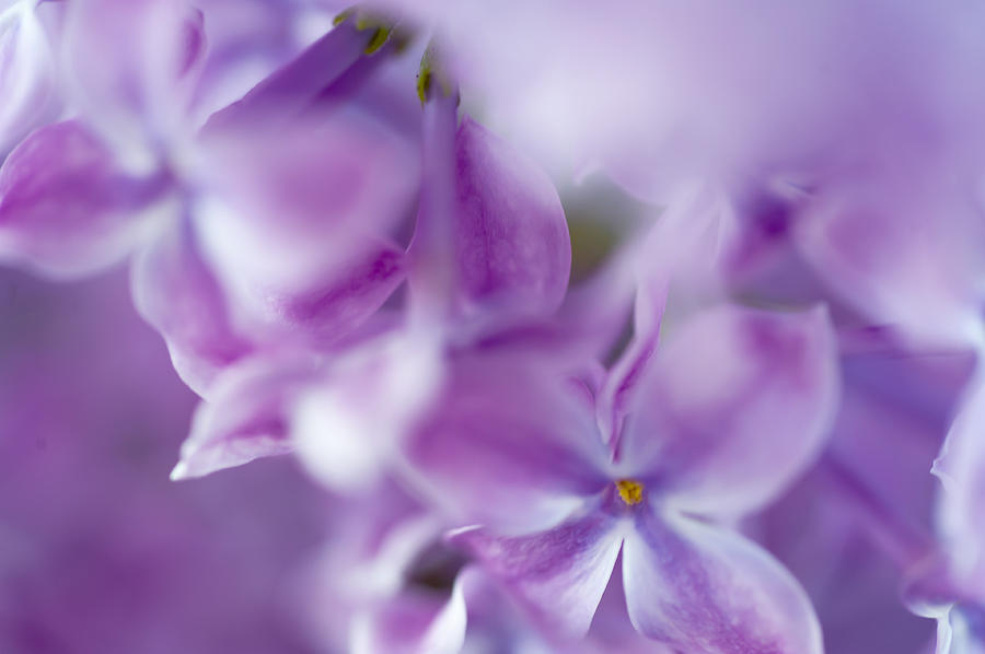 Spring Photograph - Lilac Glow by Jenny Rainbow