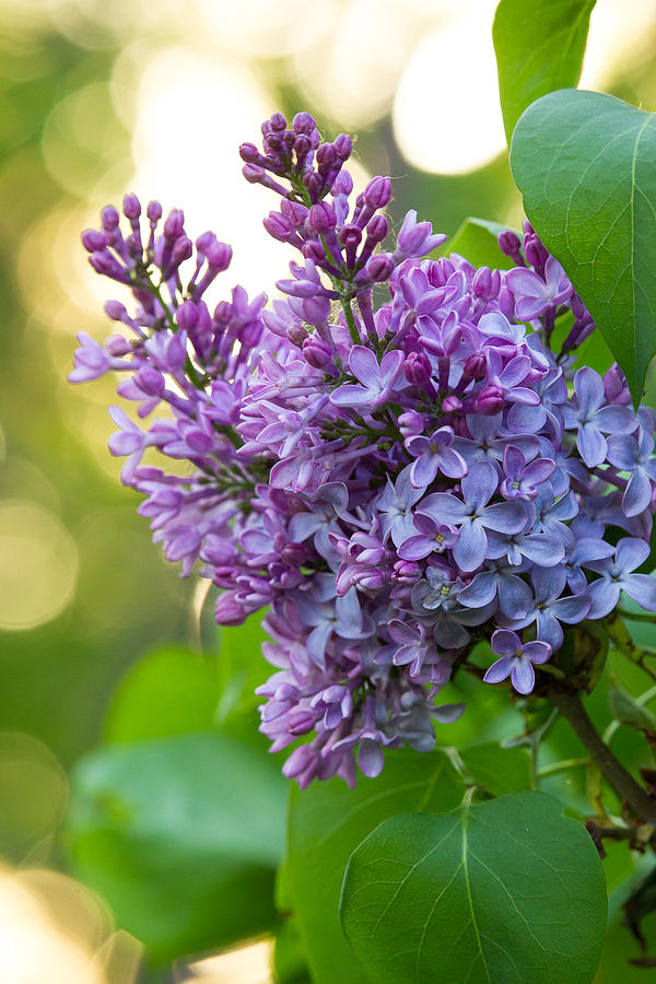 Lilac Heaven Photograph by Penny Meyers