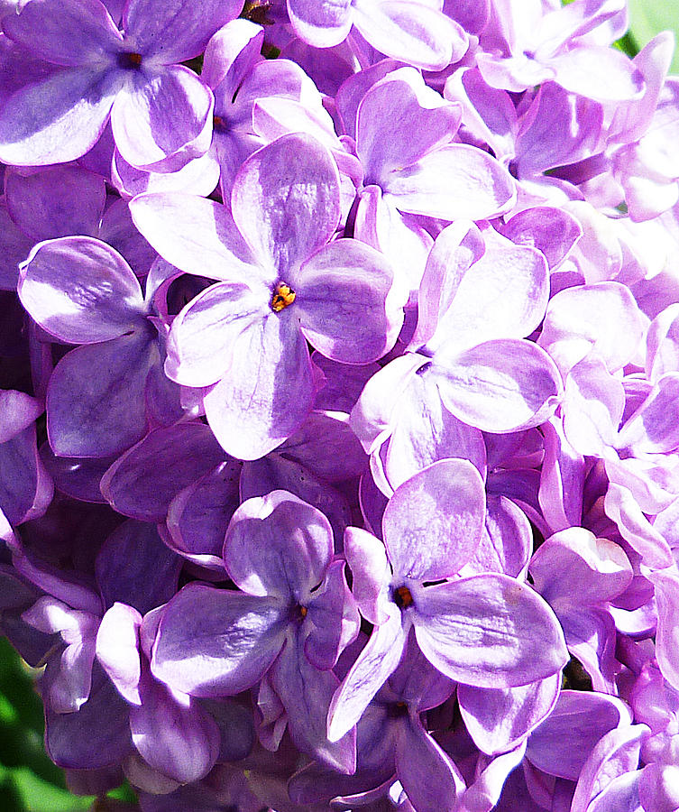 Lilac Photograph by Irina Sztukowski