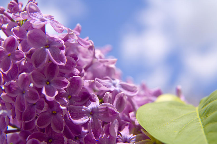 Lilac Photograph by Keith Thomson