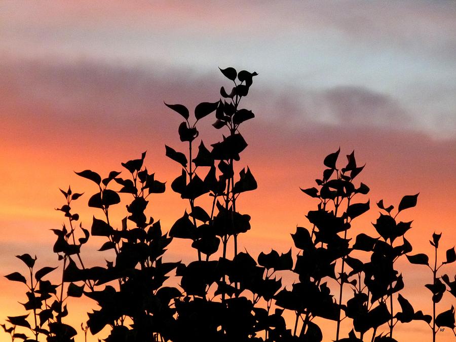 Lilac Leaves Silhouette Photograph by Will Borden