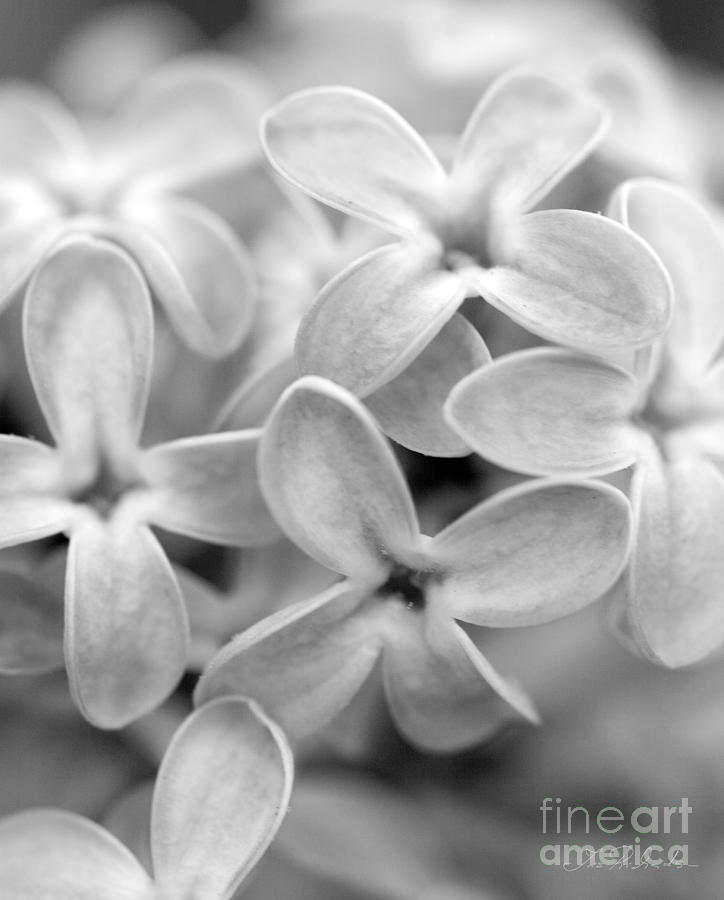 Lilac Macro Photograph by Iris Richardson
