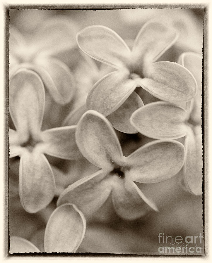 Lilac Macro Sepia Tone Photograph by Iris Richardson