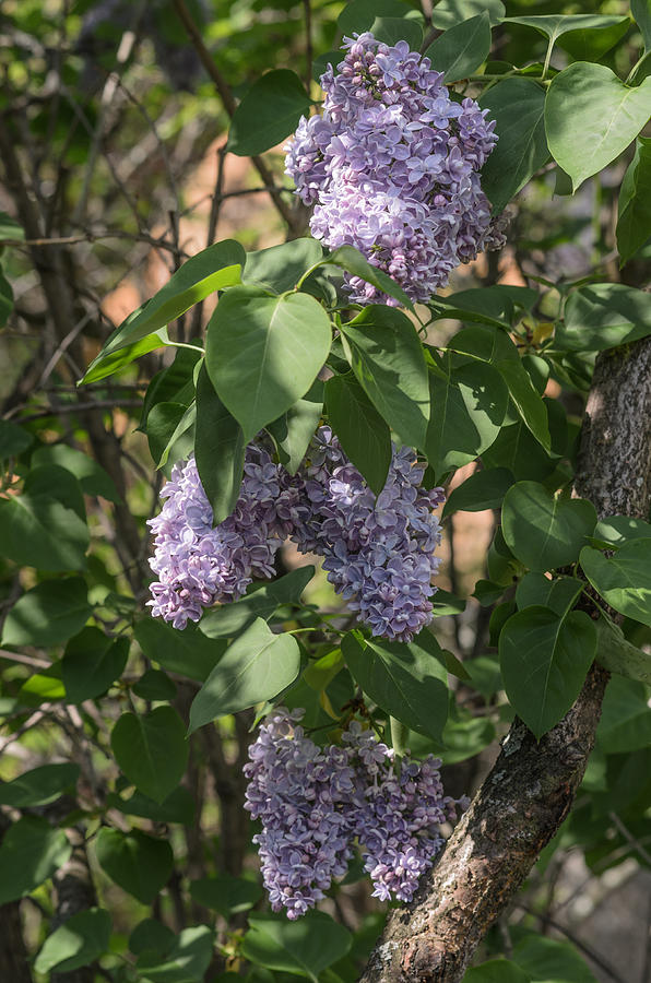 Lilac Photograph by Michael Goyberg