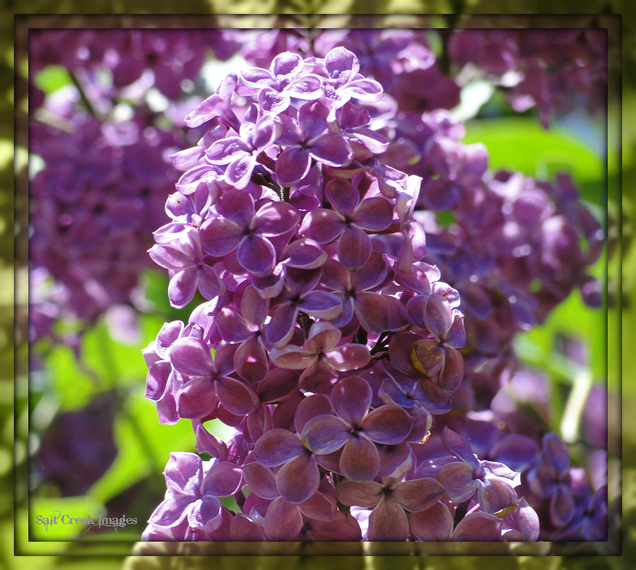 Nature Photograph - Lilac Mirror by Cecily Vermote