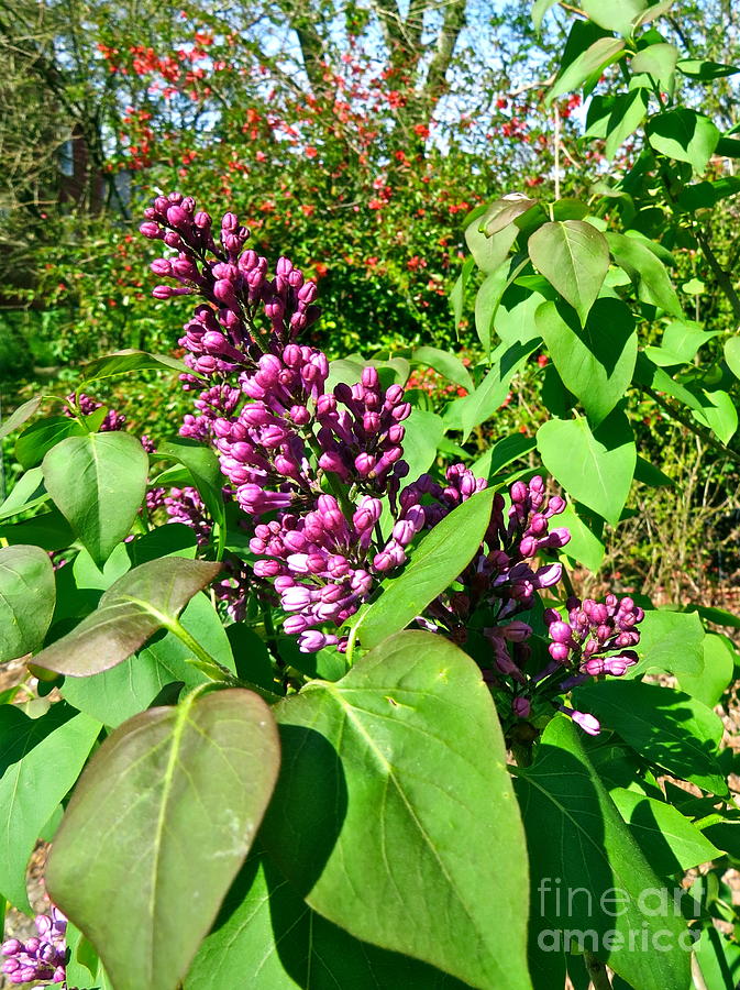 Lilac  Photograph by Nancy Patterson
