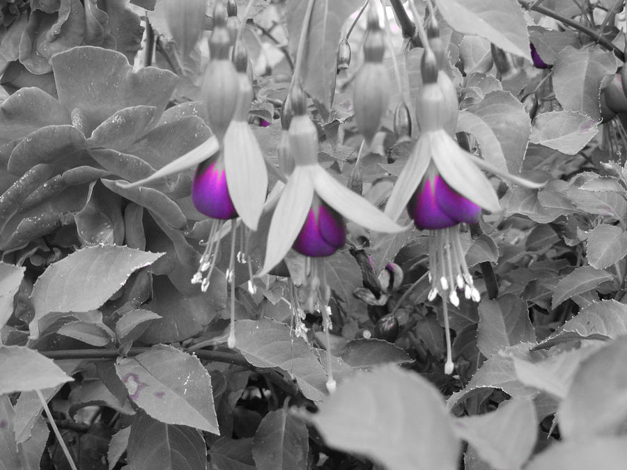 Lilac Only Photograph by Nik Watt