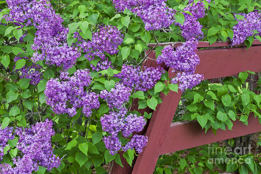 Lilac Profusion Photograph by Alan L Graham