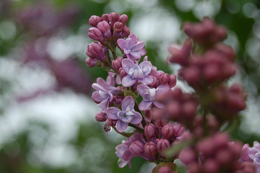 Lilac Raindrops Photograph by Greni Graph