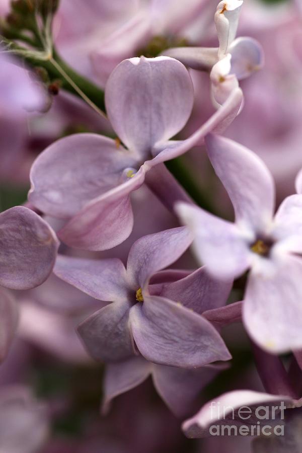 Lilac Photograph by Rick Rauzi