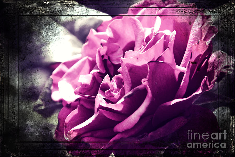 Lilac Rose Photograph By Lali Kacharava Fine Art America