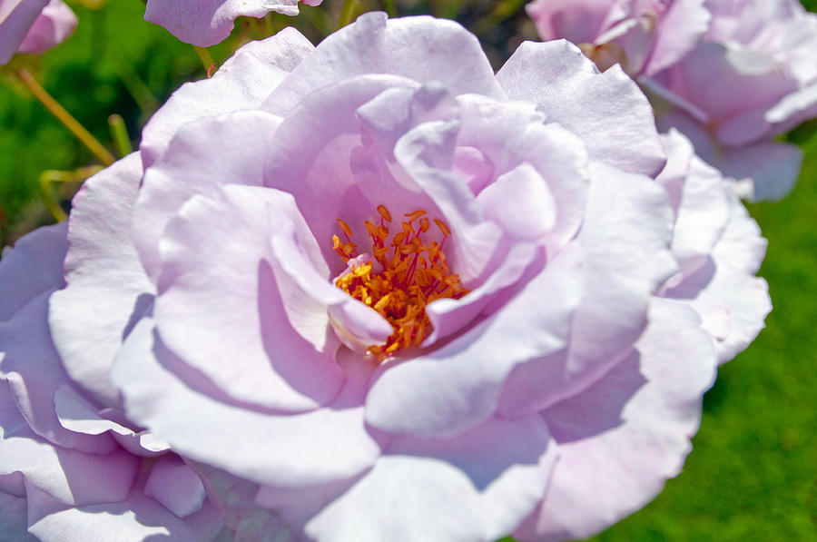 Lilac Rose Photograph by Tikvahs Hope