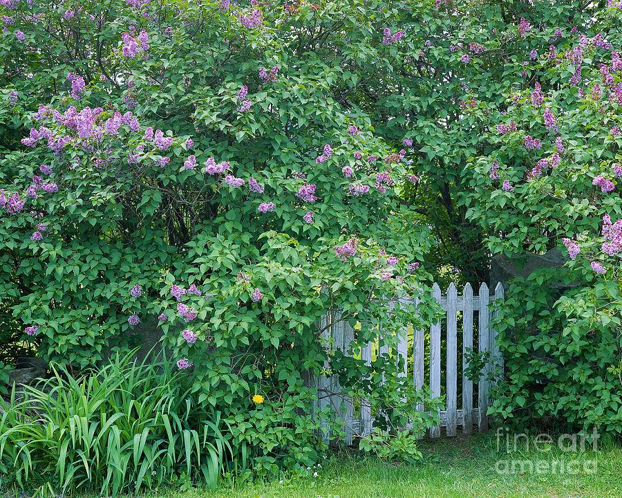 Lilac Season Photograph by Alan L Graham