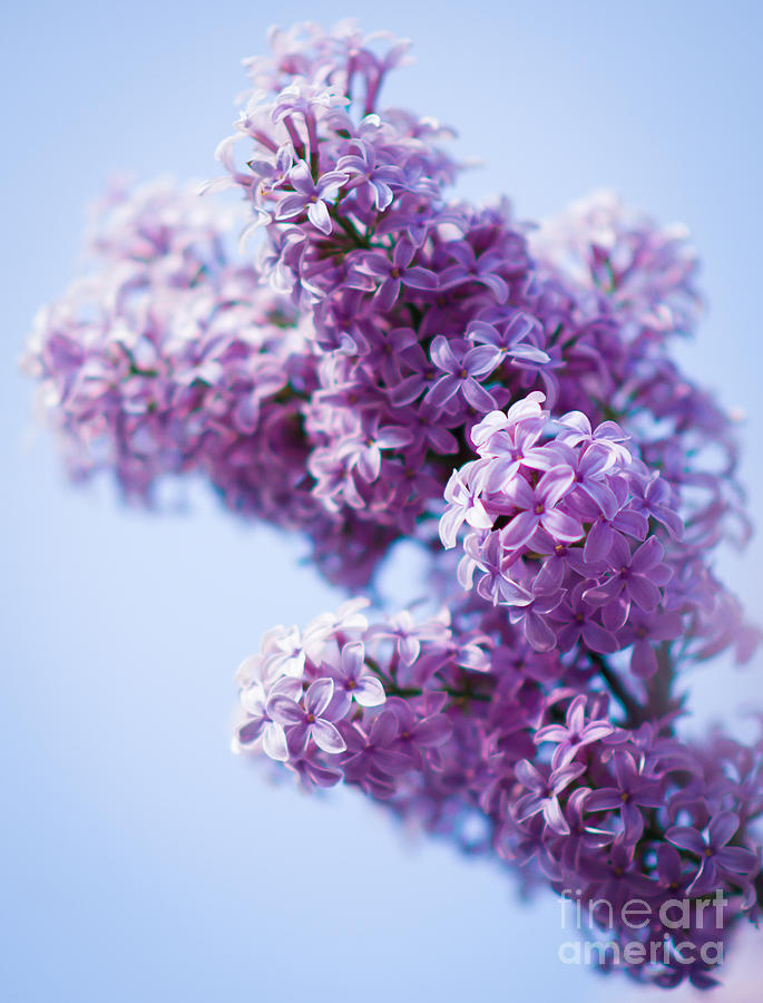 Lilac Photograph by Sergey Simanovsky