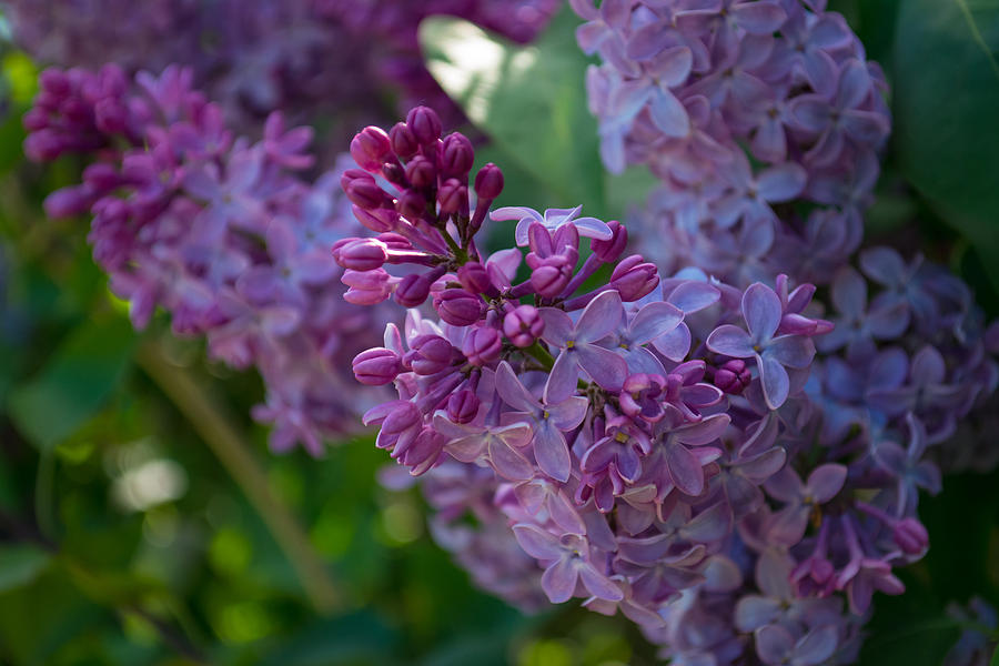 Nature Photograph - Lilac by Shelly Fox