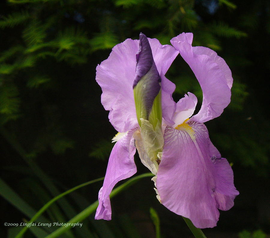 Lilac Siberian Iris Photograph by Lingfai Leung
