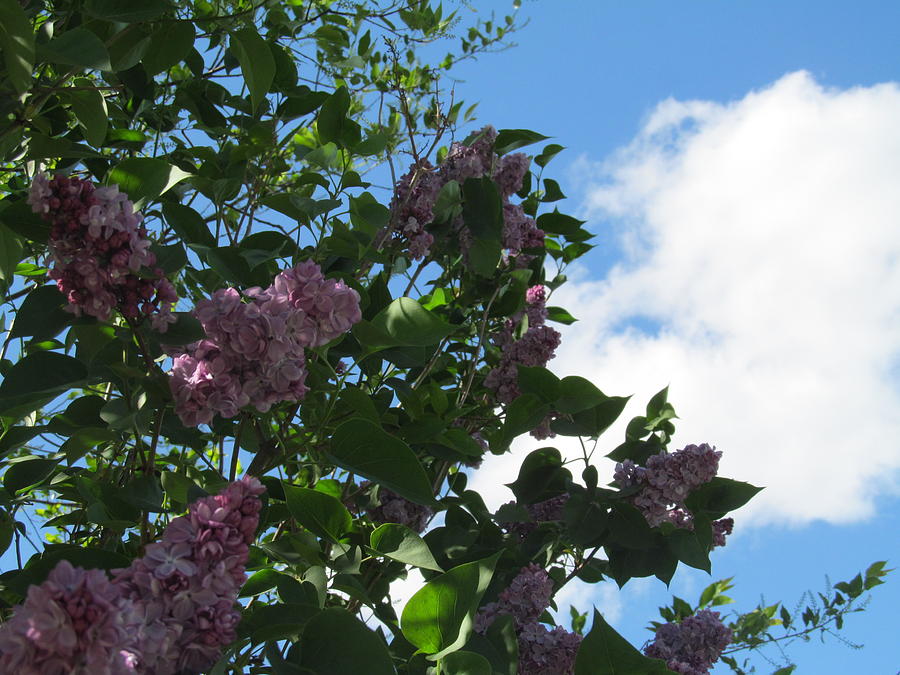 Lilac Sky Photograph by Loretta Pokorny