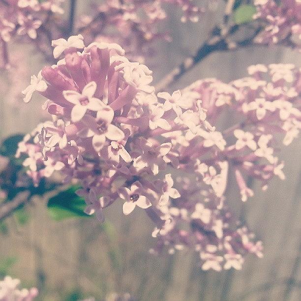 Spring Photograph - Lilac #soft #flowers #fragrant #spring by Heather Hogan