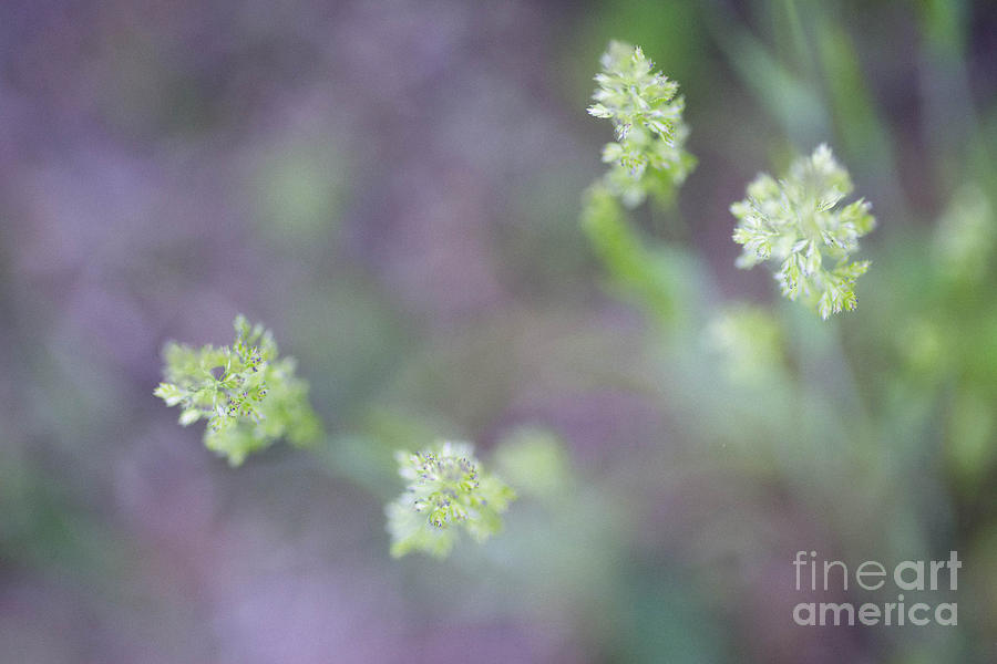 Nature Photograph - Lilac Spring III by Ashleigh Wade