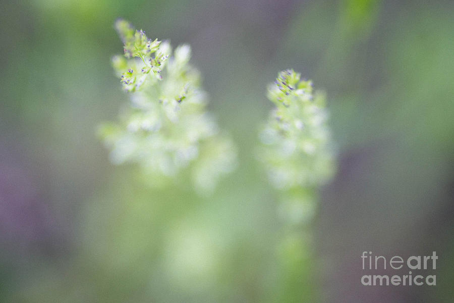 Spring Photograph - Lilac Spring IV by Ashleigh Wade