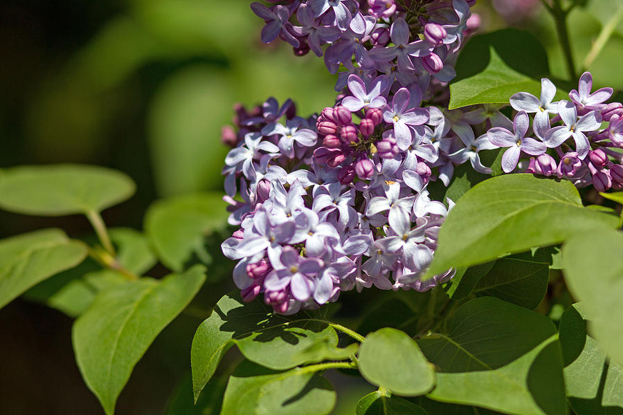 Lilac  Photograph by Susan Jensen