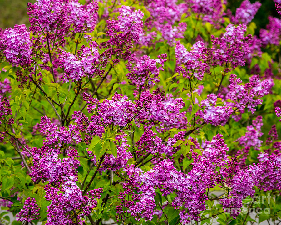 Lilac Sunday Photograph by Susan Cole Kelly