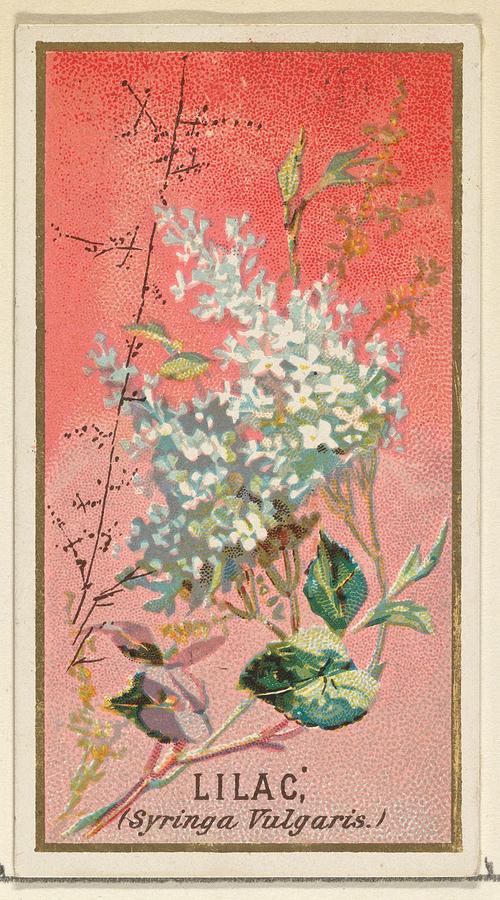 Lilac Syringa Vulgaris Drawing by Issued by Goodwin & Company - Pixels