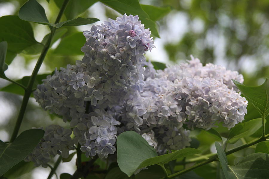 Lilac Photograph by Vadim Levin