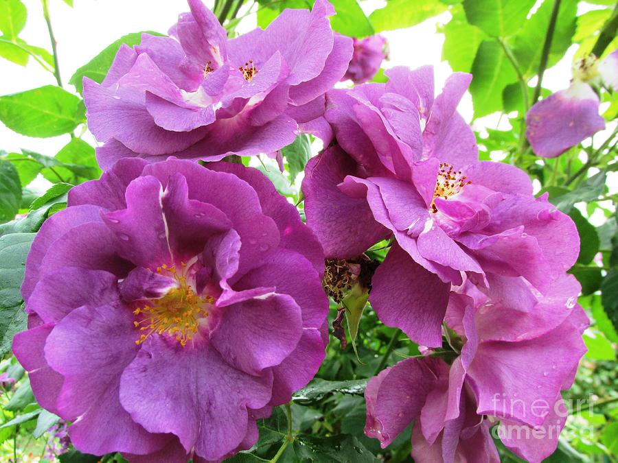 Emma - Lilac