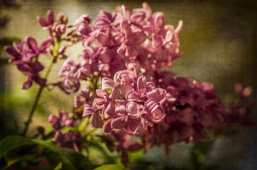 Lilac with Textures Photograph by Wayne Meyer