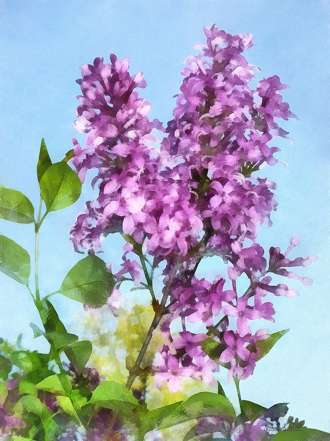 Lilacs Against the Sky Photograph by Susan Savad