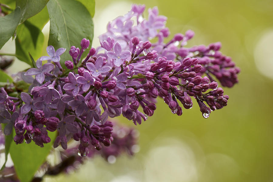 Lilacs and Raindrops Photograph by Penny Meyers