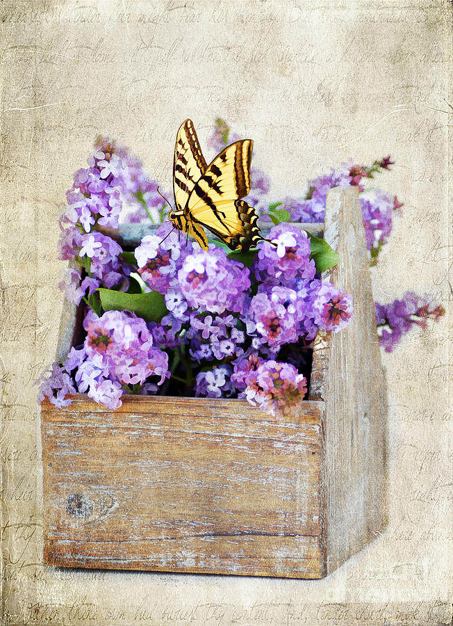 Lilacs and the Butterfly Photograph by Darren Fisher